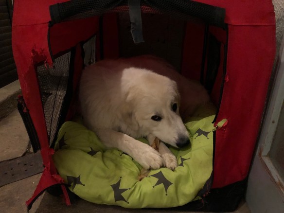 Hasenohr knabbern und dann schlummern