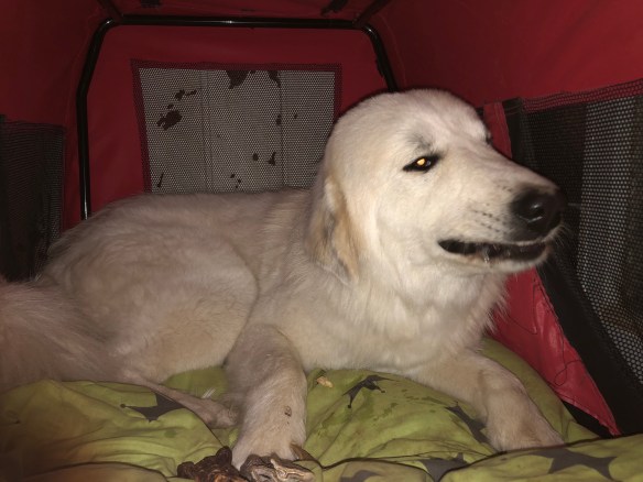 Gleich kann die Bella schlummern