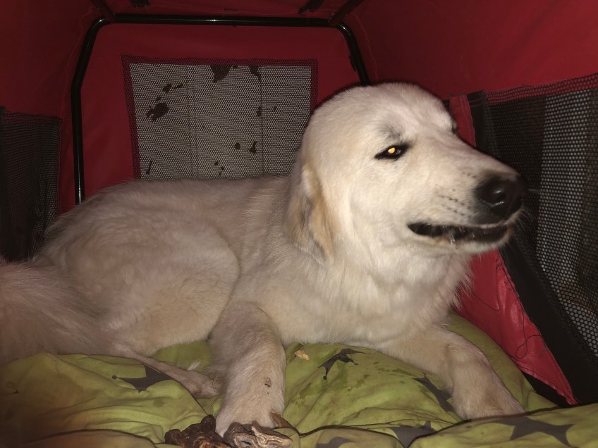 Gleich kann die Bella schlummern