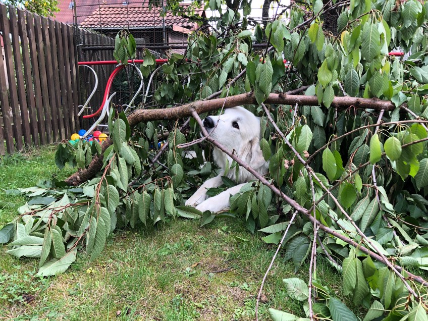 Die Bella "schneidet" Äste aus