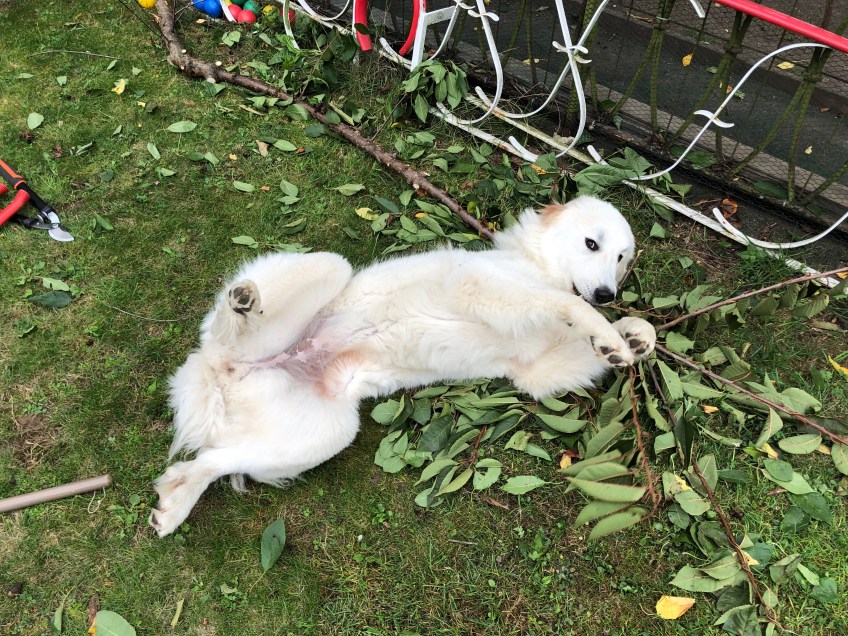 Die Bella bei der Gartenarbeit