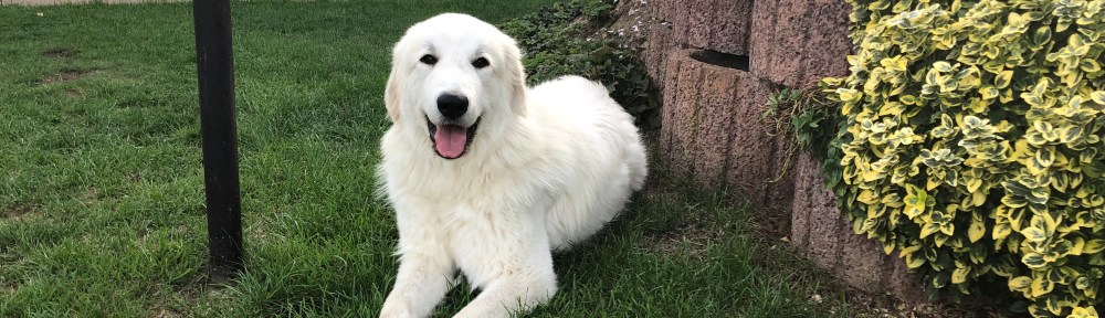 Die Bella lacht in ihrem Garten