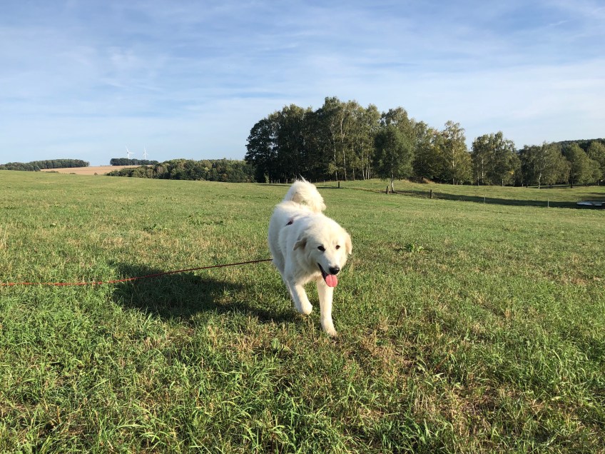 Auf meiner großen Feldwiese