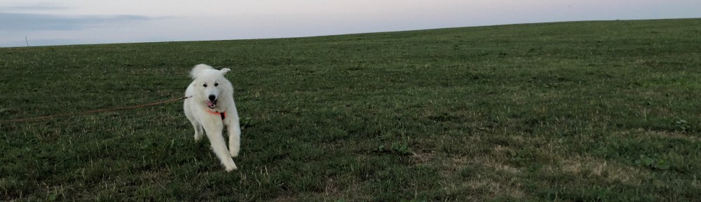 Achtung! Hier kommt eine Bella!