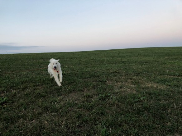 Achtung! Hier kommt eine Bella!