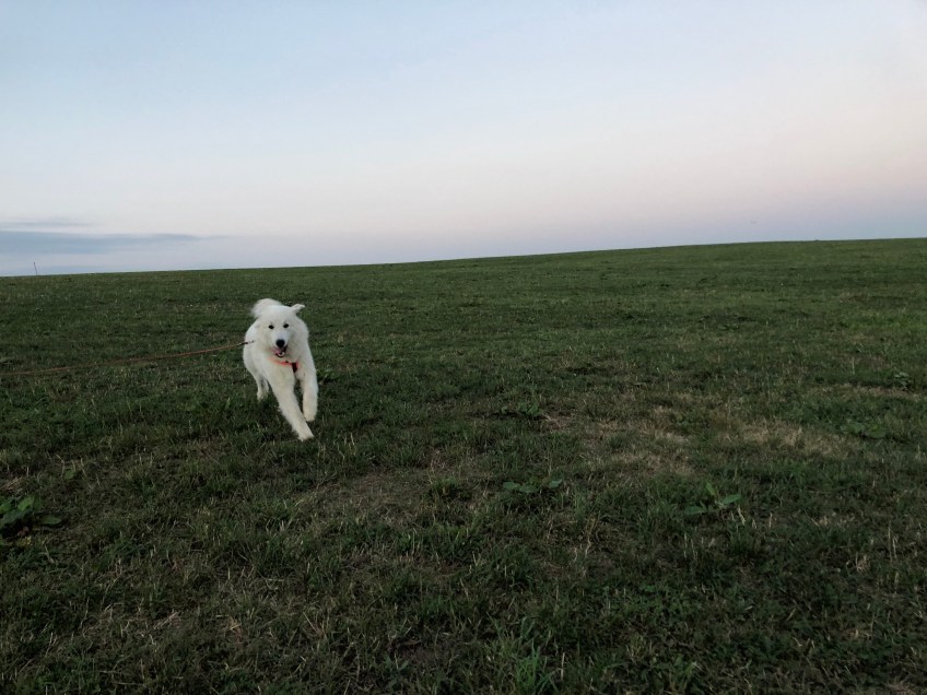 Achtung! Hier kommt eine Bella!