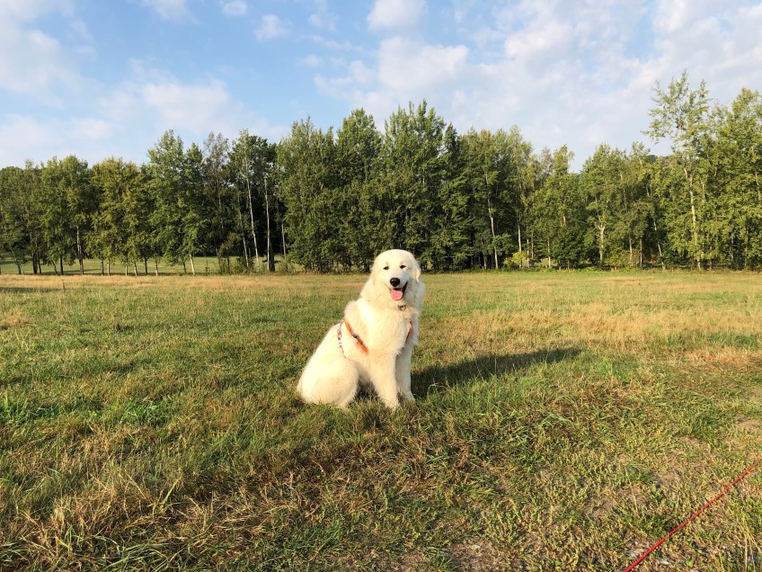 Ganz brave Bella beim Morgenspaziergang