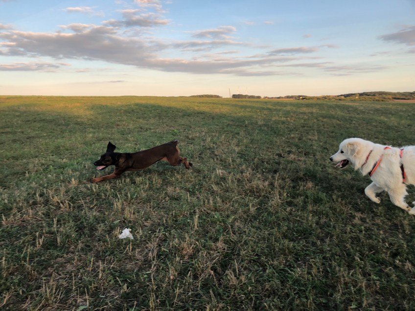 Mit Cora auf der großen Feldwiese