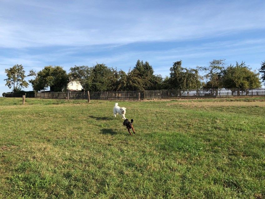 … toben über die große Feldwiese