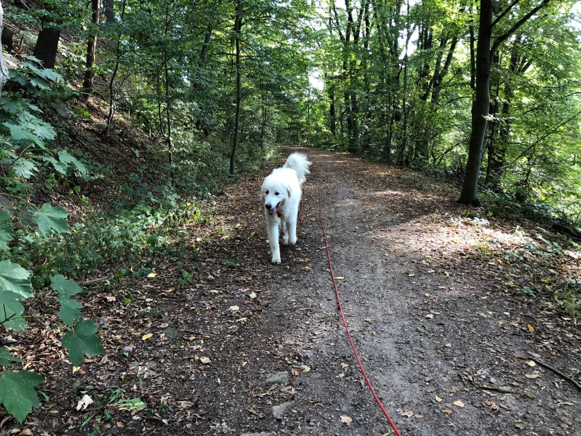 Die Bela auf dem Wanderweg …