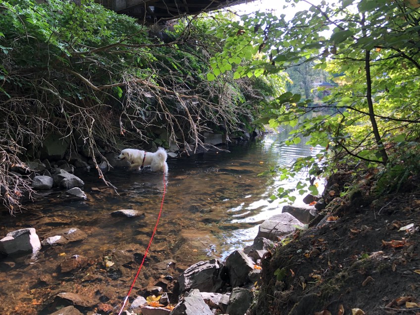 … und im Gottesaubach