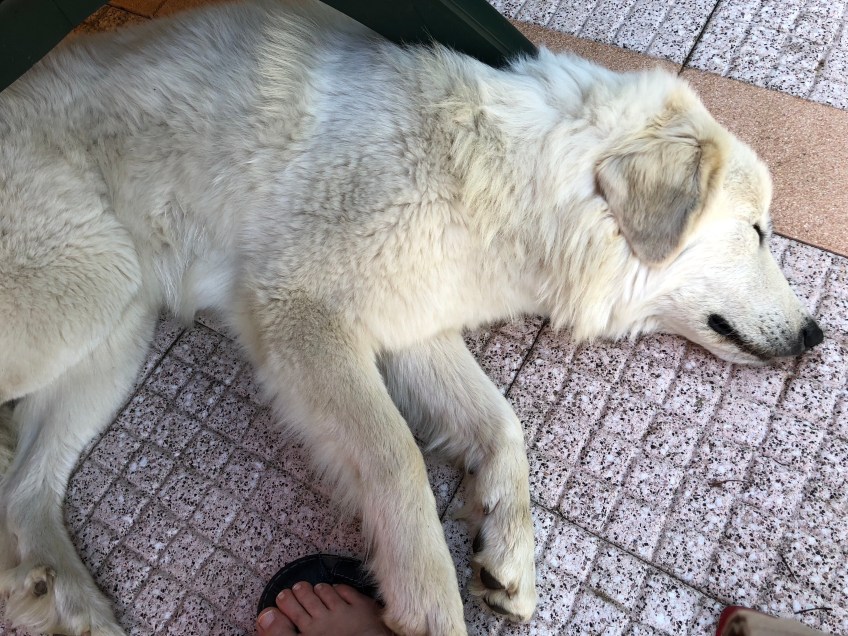 Die Bella schlummert auf ihrer Terrasse …