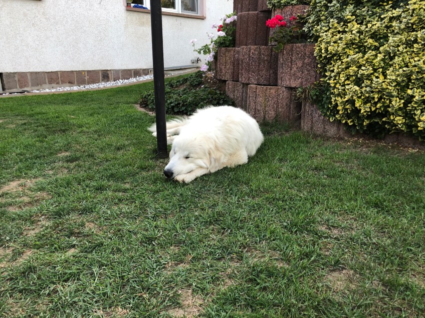 … und macht einen Pyriprinzessinnenschönheitsschlaf in ihrem Garten