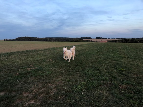 Ein weißer Schäferhund und eine Pyri auf der großen Feldwiese
