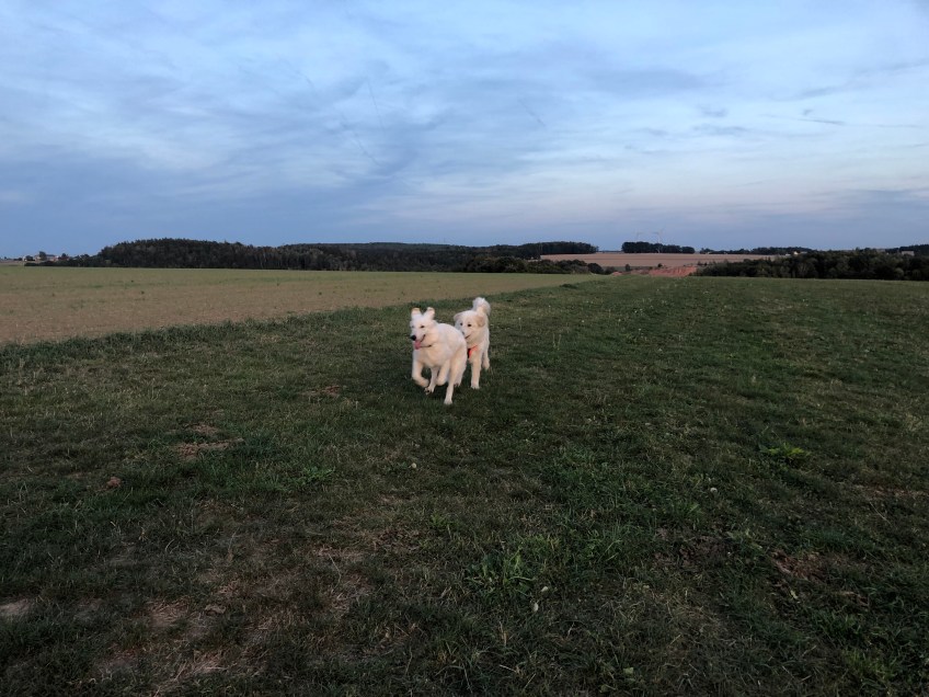 Ein weißer Schäferhund und eine Pyri auf der großen Feldwiese