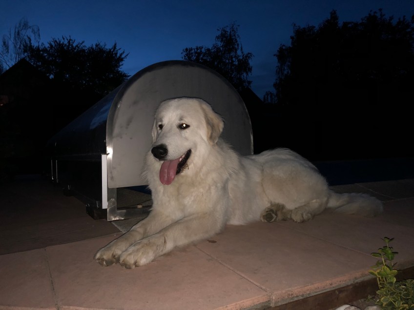 Aber ein ganzganz lieber 🐶😍🐶