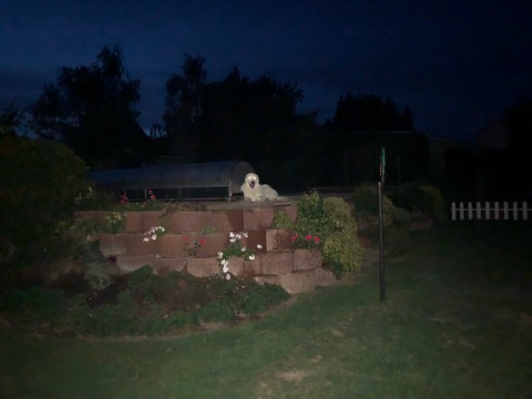 Ich habe Leuchteaugen! Ich bin ein Dämon! 🐶😂🤣😂🐶