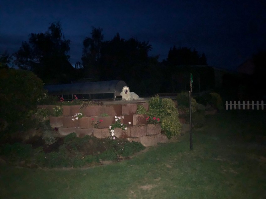 Ich habe Leuchteaugen! Ich bin ein Dämon! 🐶😂🤣😂🐶