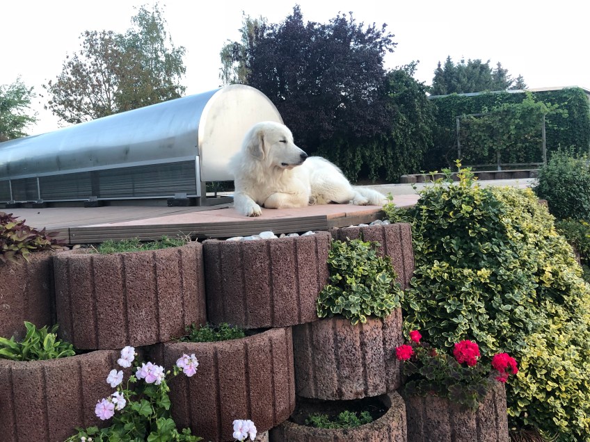 Bella auf ihrem Wachposten