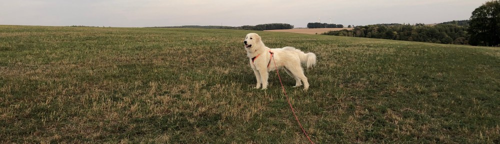 Abendspaziergang …