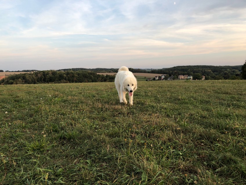 … auf meiner großen Feldwiese