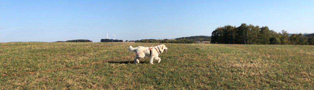 Die Bella hoppelt über ihre große Feldwiese