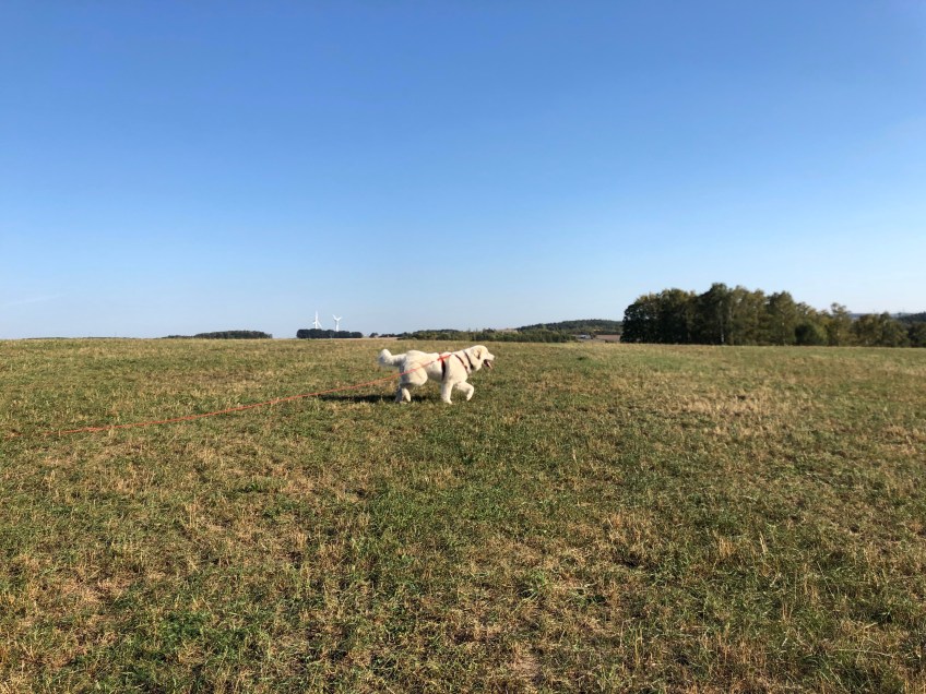 Die Bella hoppelt über ihre große Feldwiese