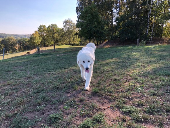 Da bin ich 🐶😀🐶