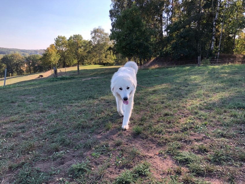 Da bin ich 🐶😀🐶