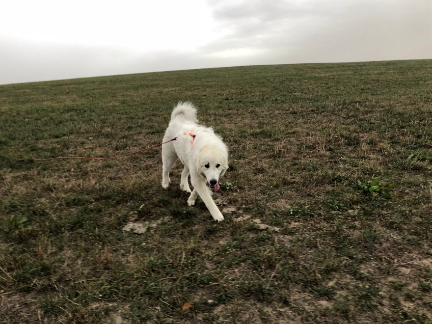 Auf meiner großen Feldwiese …
