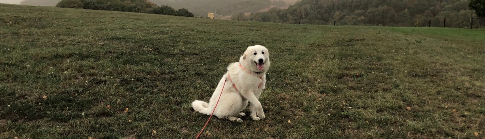 … war heute ganz viel Pustewind