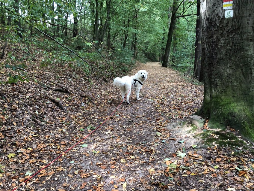 Auf dem Heimweg durch den Wald