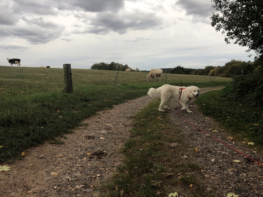 Abendspaziergang an der großen Feldwiese