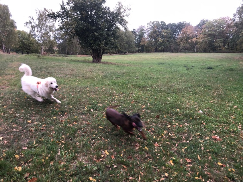 Die Bella jagt die Cora …