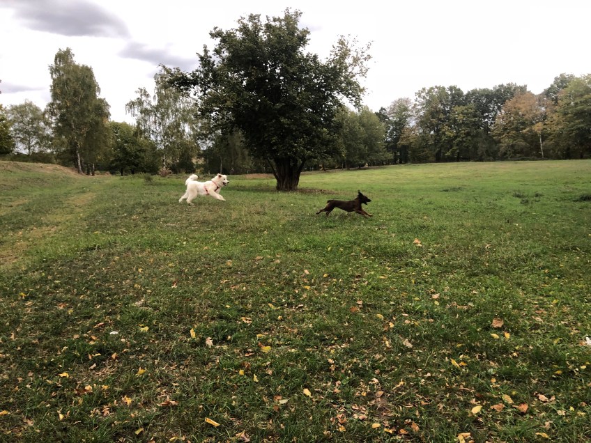 … über die große Wiese