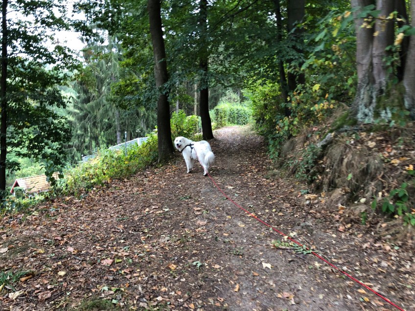 Hier geht's lang, ich kenne den Weg!