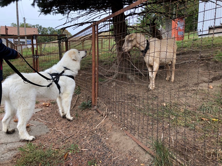 Die Bella und die Ziegen