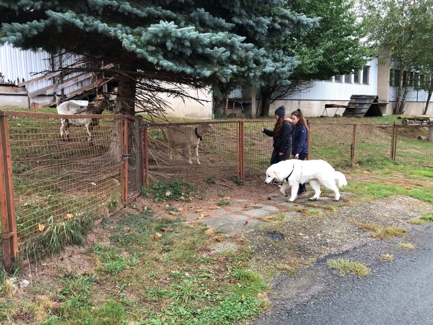Mein großer Mensch sagt: fünf Zicklein 🐶😡🐶