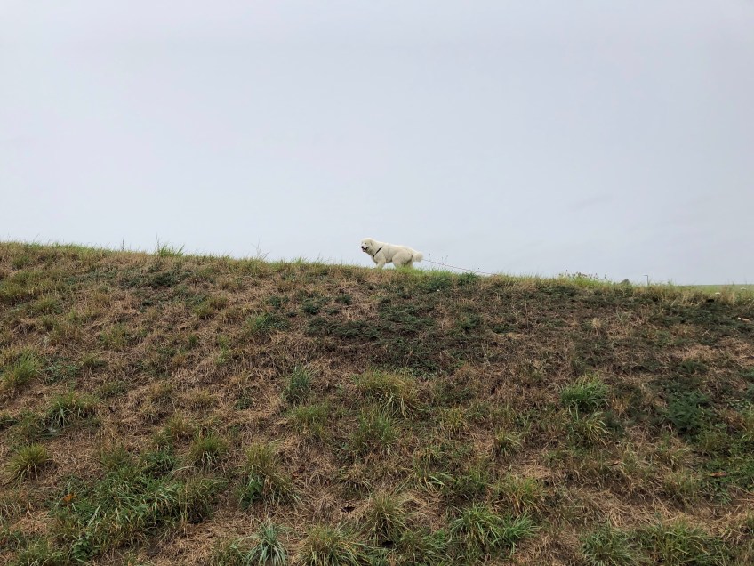 Eine echte Pyrenäenberghündin