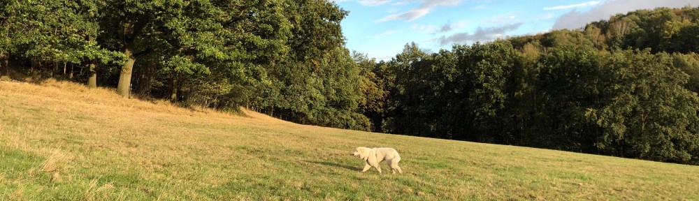 … und auf der großen Wiese