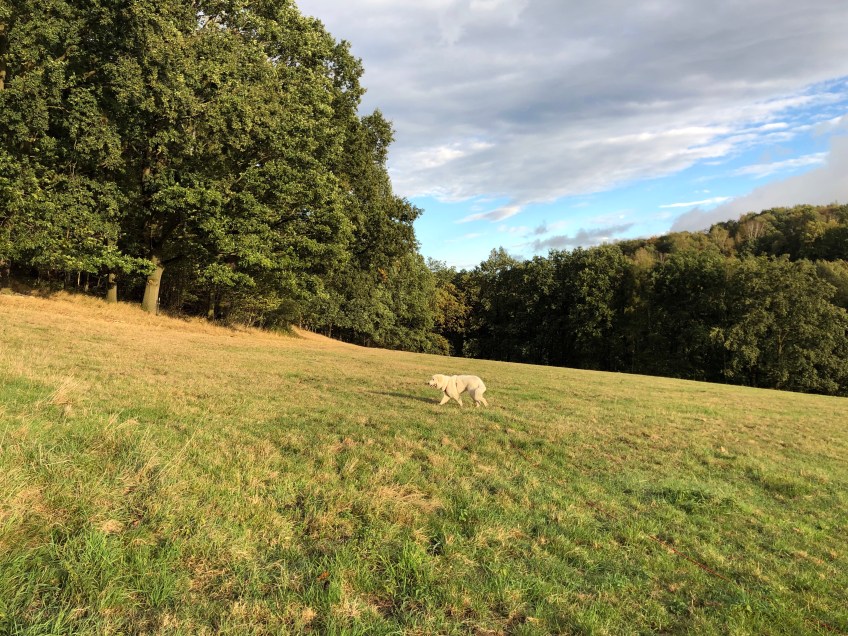 … und auf der großen Wiese