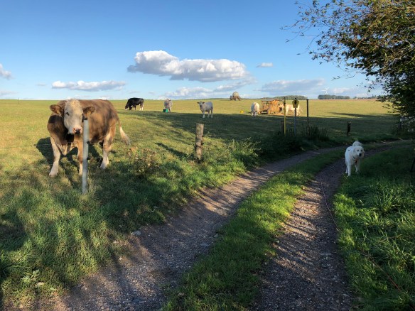 Abendspaziergang bei den Rindviehchern