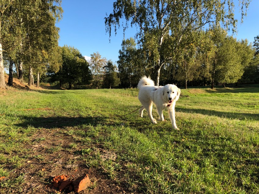 Bei Sonnenschein auf der Wiese