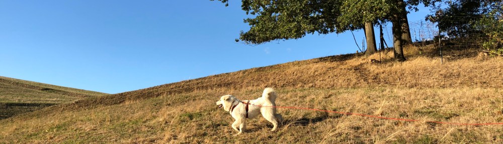 Hier kann ich flitzen!