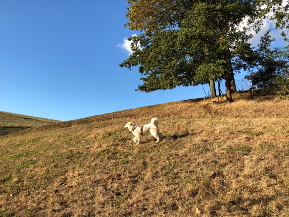 Hier kann ich flitzen!