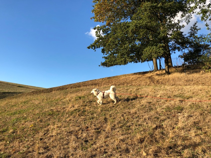 Hier kann ich flitzen!