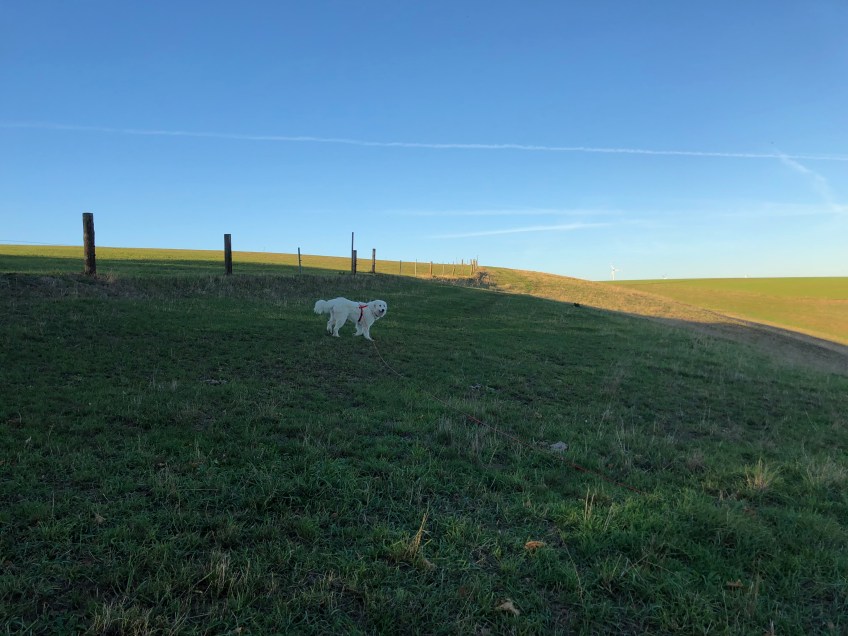 Abendspaziergang auf meiner großen Feldwiese