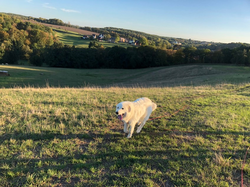 Die Bella kommt angeflitzt