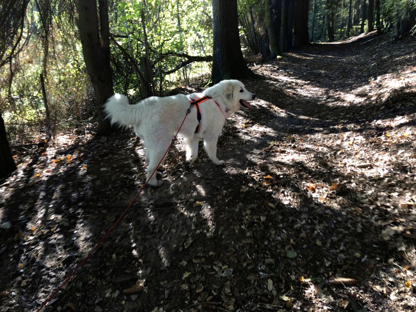 Die Bella im Herbstwald