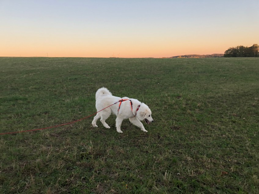 Abendsauf der großen Feldwiese